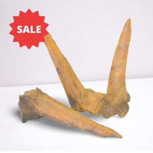 Triceratops Horns cast replica (double horn)