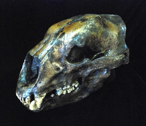 Bear: Short Faced Bear skull #2 fossil cast replica