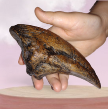 Laden Sie das Bild in den Galerie-Viewer, Acrocanthosaurus Foot Toe claw cast replica