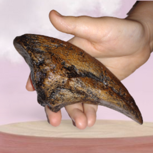 Acrocanthosaurus Foot Toe claw cast replica