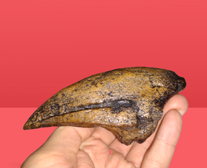 Acrocanthosaurus Foot Toe claw cast replica