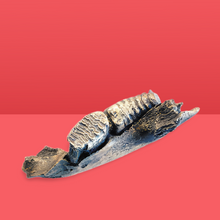 Load image into Gallery viewer, Wooly Mammoth Left side Jaw
cast replica Pleistocene Ice Age Woolly Mammoth