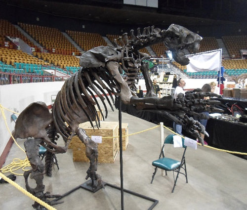 Megalonyx ground sloth skeleton cast replica