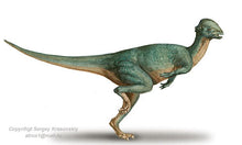 Load image into Gallery viewer, Pachycephalosaurus Stegoceras validum skull cast replica