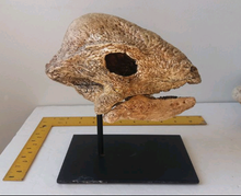 Laden Sie das Bild in den Galerie-Viewer, Pachycephalosaurus Stegoceras validum skull cast replica