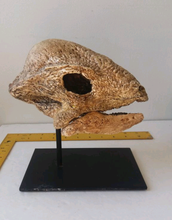 Laden Sie das Bild in den Galerie-Viewer, Pachycephalosaurus Stegoceras validum skull cast replica