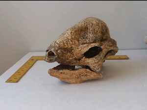 Pachycephalosaurus Stegoceras validum skull cast replica