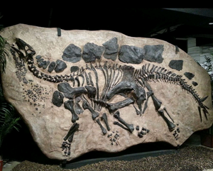 Stegosaurus skeleton dig panel