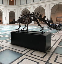 Laden Sie das Bild in den Galerie-Viewer, Stegosaurus skeleton cast replica #3 Huayangosaurus / Tuojiangosaurus