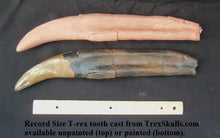 Laden Sie das Bild in den Galerie-Viewer, T.rex : Record size T.rex tooth cast replica