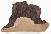 Cargar imagen en el visor de la galería, Mastodon foot cast replica Pleistocene. Ice Age