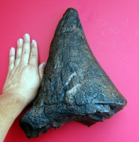 Laden Sie das Bild in den Galerie-Viewer, Triceratops Nose Horn 15&quot; Cast replica #1