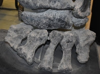 Load image into Gallery viewer, Camarasaurus leg cast replica