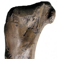 Load image into Gallery viewer, T.rex femur cast replica #3 Hank the T-Rex