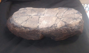 Tarbosaurus egg cast replica. Asian T.rex Dinosaur egg cast reproduction