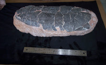 Charger l&#39;image dans la galerie, Tarbosaurus egg cast replica. Asian T.rex Dinosaur egg cast reproduction
