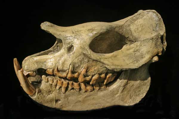 Teloceras proterum skull cast replica