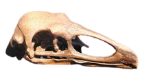 Cargar imagen en el visor de la galería, Teratornis Merriami Skull cast replica (S026) 2023