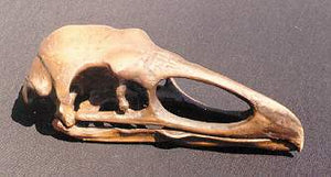 Teratornis Merriami Skull cast replica (S026) 2023
