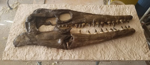 Tylosaur skull cast replica panel