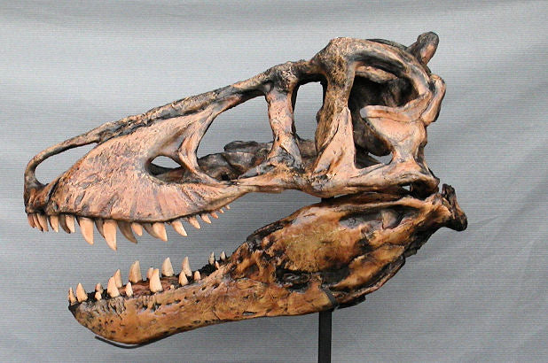 T-rex: Harley the T.rex skull cast replica