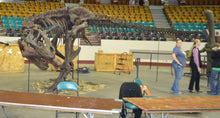 Charger l&#39;image dans la galerie, T-rex: Ivan the T.rex skeleton cast replica
