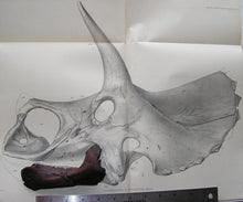 Laden Sie das Bild in den Galerie-Viewer, Triceratops baby jaw cast replica