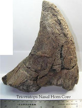 Charger l&#39;image dans la galerie, Triceratops Nose Horn 15&quot; Cast replica #1