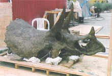 Laden Sie das Bild in den Galerie-Viewer, Triceratops skull cast replica reproduction for sale