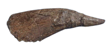 Cargar imagen en el visor de la galería, Triceratops Horn cast replica TMF T101