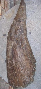 Triceratops Horn cast replica TMF