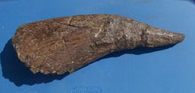 Load image into Gallery viewer, Triceratops Horn cast replica TMF T101