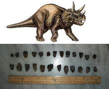 Load image into Gallery viewer, Fossil Triceratops teeth (Small)