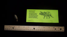 Load image into Gallery viewer, Triceratops: Medium Triceratops Tooth cast replica with root