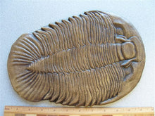 Load image into Gallery viewer, Dikelocephalus minnesotensis Trilobite cast replica