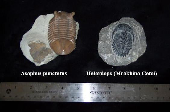 Trilobite: Asaphus punctatus Trilobite cast replica