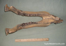 Charger l&#39;image dans la galerie, Uintatherium Skull Cast Replica