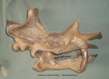 Load image into Gallery viewer, Uintatherium Skull Cast Replica