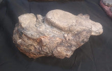 Load image into Gallery viewer, Velociraptor egg nest Dinosaur fossil egg cast for sale Replica Dinosaur Reproductions