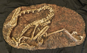 Velociraptor dig panel Velociraptor skeleton (item #P350)