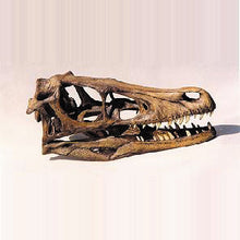 画像をギャラリービューアに読み込む, Velociraptor skull cast replica #V Dinosaur