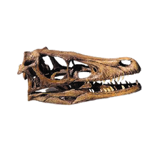 Load image into Gallery viewer, Velociraptor skull cast replica #V Dinosaur