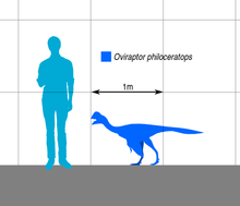 画像をギャラリービューアに読み込む, Oviraptor Egg Cast Replica Dinosaur Reproductions