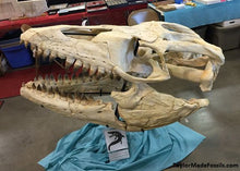 Cargar imagen en el visor de la galería, Mosasaurus Skull cast replica Prognathodon