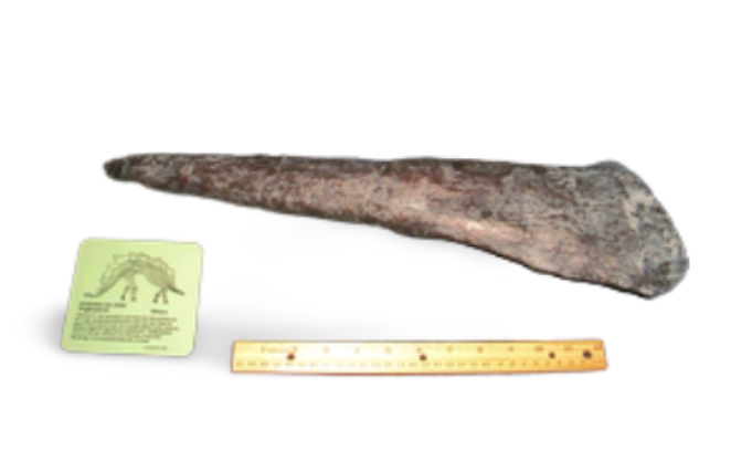 Stegosaurus Tail Spike cast replica 