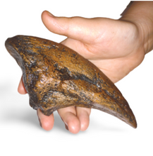 Load image into Gallery viewer, Acrocanthosaurus Foot Toe claw cast replica