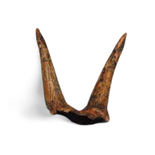 Load image into Gallery viewer, Triceratops Horns cast replica (double horn)