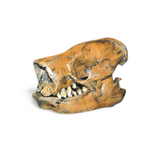 Load image into Gallery viewer, Paramylodon Harlan&#39;s Ground Sloth skull cast replica