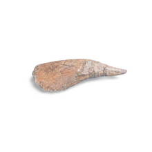 Load image into Gallery viewer, Triceratops Horn cast replica TMF T101
