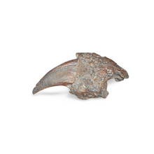 Cargar imagen en el visor de la galería, Eremotherium Ground Sloth claw cast replica